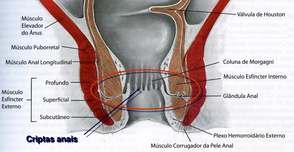 Criptas-Anais-946x490